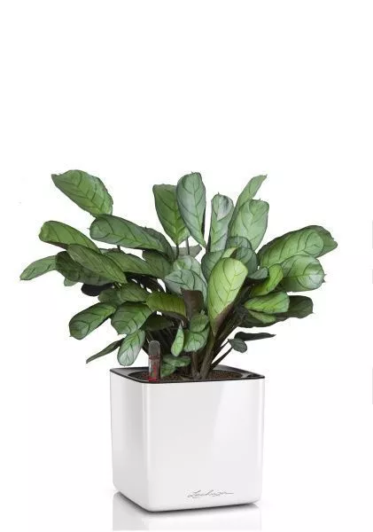 Ктенанта Амагрис в CUBE GLOSSY 14