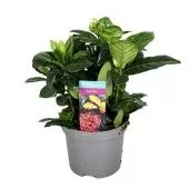 Гардения жасминовидная d9 см h15 см тип 1