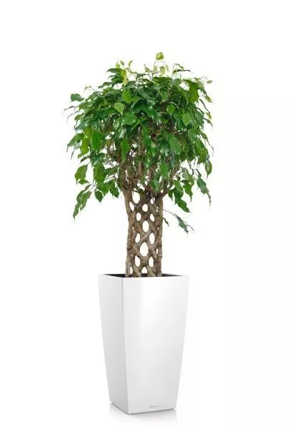 Фикус Экзотика решетка 23/100 см в CUBICO 30