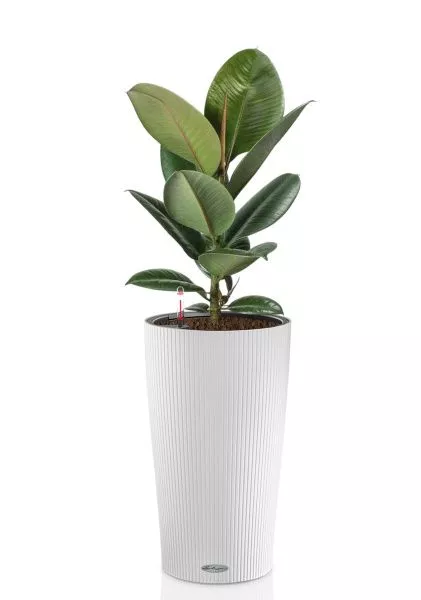 Фикус Эластика Робуста 17/60 см в CILINDRO 23