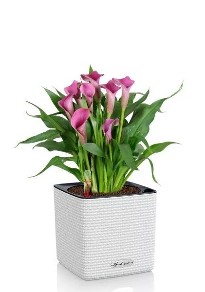 Калла микс 12/35 см в CUBE COLOR 14