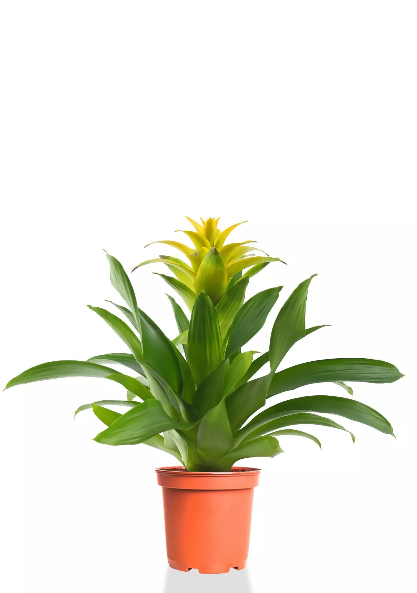 Гузмания желтая 12/40 см