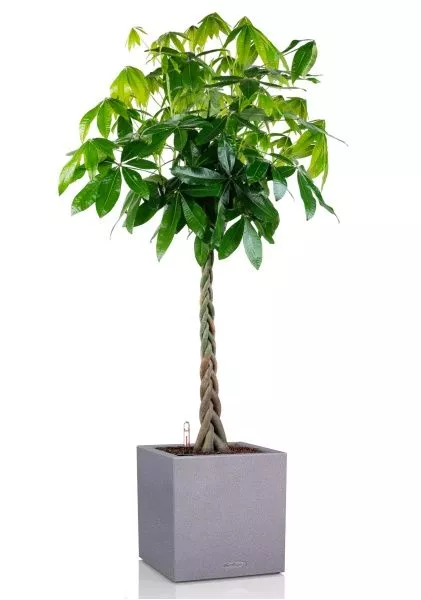 Пахира Акватика 30/170 см в CANTO STONE LOW 40