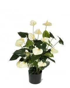 Антуриум Де Люкс большой кремовый