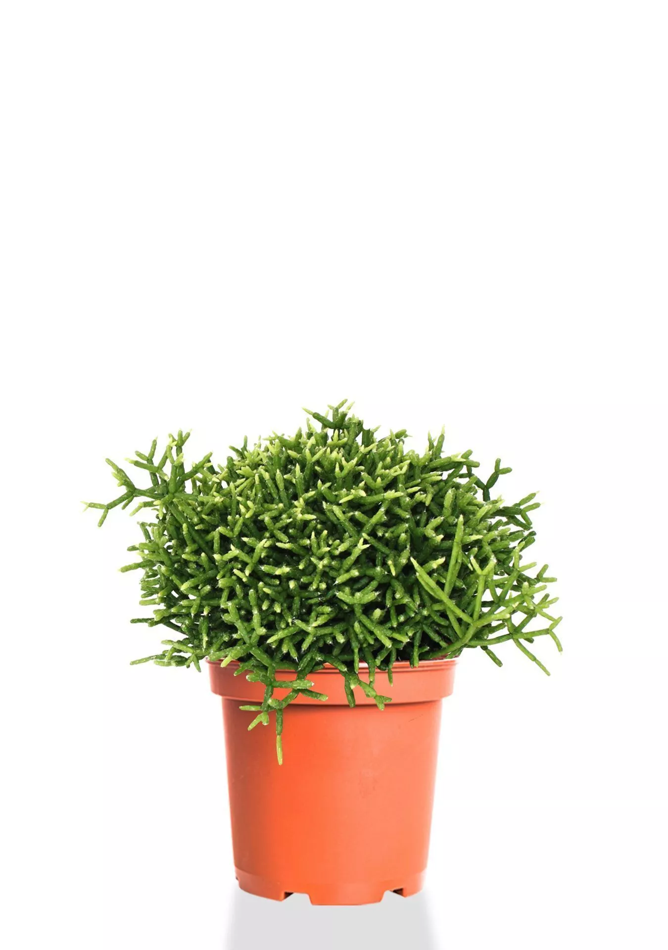 Рипсалис Бурчелли 12/30 см