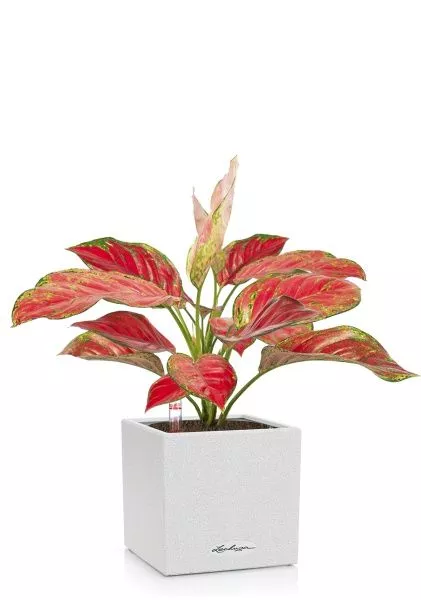 Аглаонема Корал Ред в CANTO STONE 14