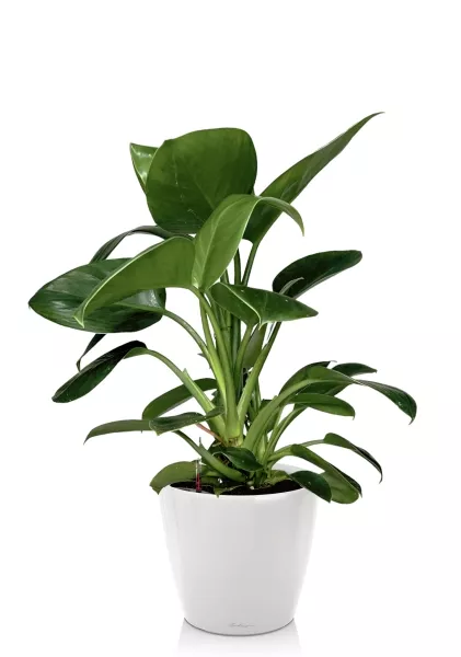 Филодендрон Грин Принцесс 17/60 см в CLASSICO LS 21