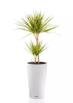 Драцена Маргината Санрей 2 ствола 17/70 см CILINDRO 23, белый