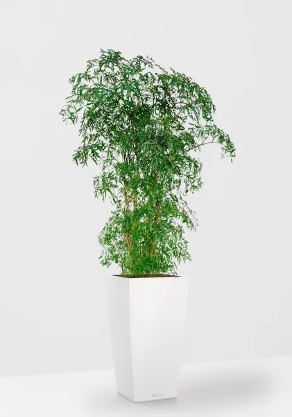 Полисциас Фрутикоза 27/140 см в CUBICO COLOR 30