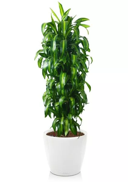 Драцена Гавайская 27/190 см в CLASSICO LS 43