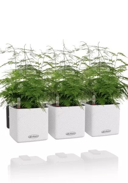 Аспарагус в ЗЕЛЕНАЯ СТЕНА Home Kit Color 15