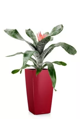 Эхмея 17/50 см в CUBICO 22, ярко-красный блестящий