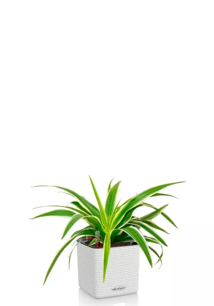 Хлорофитум Айриш 12/30 см в CUBE COLOR 14