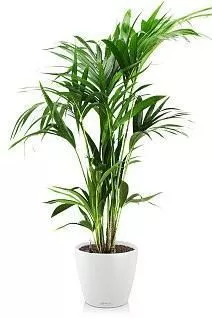 Ховея 24/150 см в CLASSICO COLOR 35