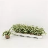 Фикус Пумила Belle Sunny d9 см h15 см