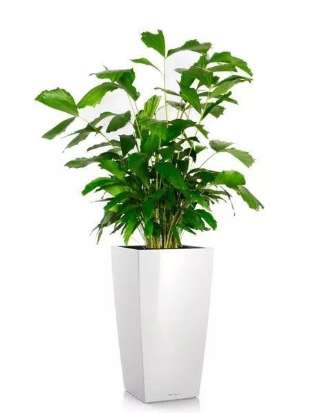 Кариота 27/160 см в CUBICO 40