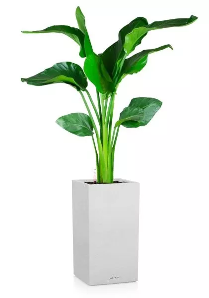 Стрелиция Николай 21/100 в CANTO STONE HIGH 30