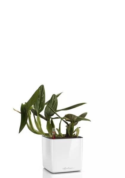 Филодендрон Кобра 12 см в CUBE Glossy 14