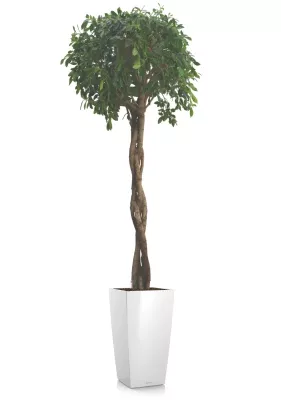 Фикус Нитида переплетенный 42/200 см в CUBICO 50