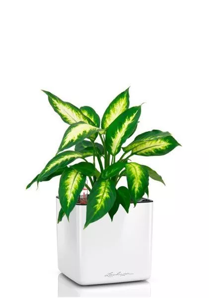 Диффенбахия Камилла 12/40 см в CUBE GLOSSY 16