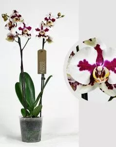 Орхидея Фаленопсис белая пятнистая 12/60 см