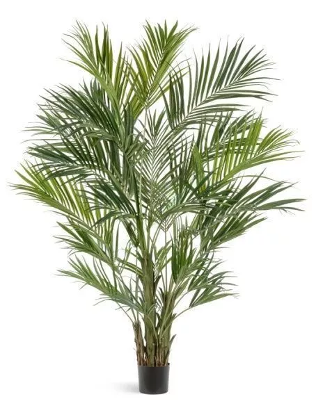 Пальма Кентия (Ховея) де Люкс 260 см