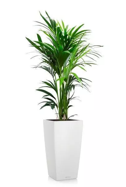 Ховея Кентия 27/160 см в CUBICO COLOR 30