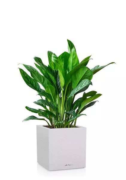 Аглаонема Страйп в CANTO STONE LOW 30