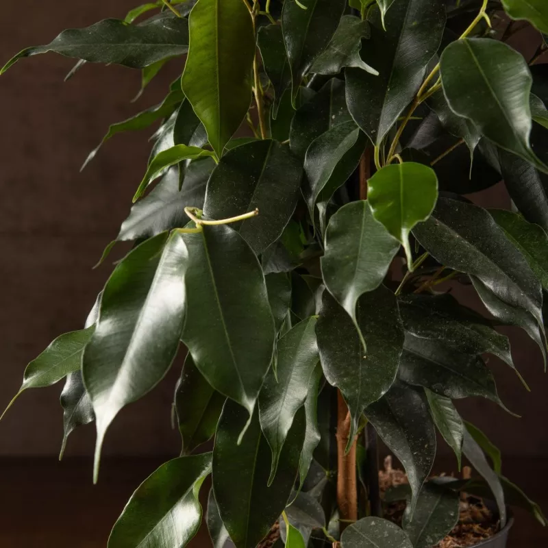 Фикус Бенджамина Даниэль купить: стильное дерево для офиса и квартиры