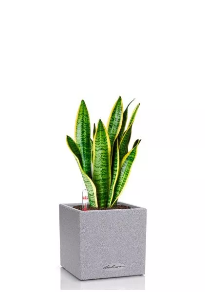 Сансевиерия Лауренти 12/40 см в CANTO STONE 14