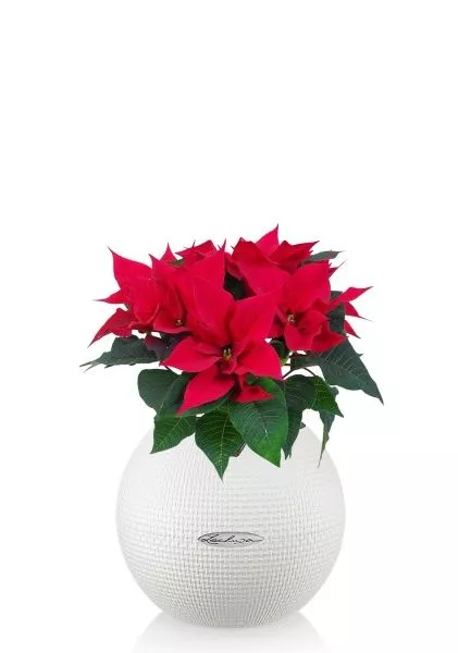 Пуансеттия 12/40 см в PURO 20