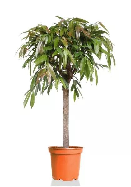 Фикус Амстел Кинг на штамбе 27/120 см