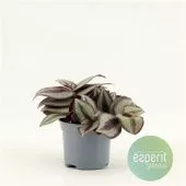 Традесканция Зебрина d8.5 см h5 см