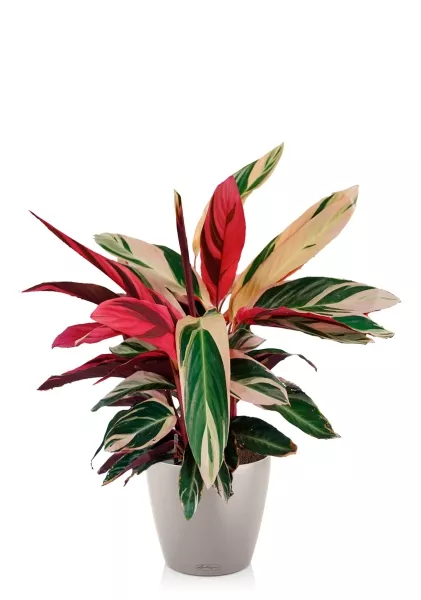 Строманта 19/65 см в CLASSICO COLOR 28