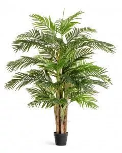 Пальма Арека Катеху де Люкс