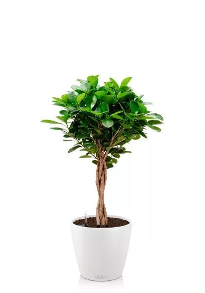 Фикус Моклейм 21/90 см в CLASSICO COLOR 28