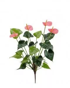 Антуриум куст Де Люкс нежно-розовый