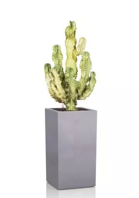 Эуфорбия Ингенс в CANTO STONE HIGH 40, серый камень