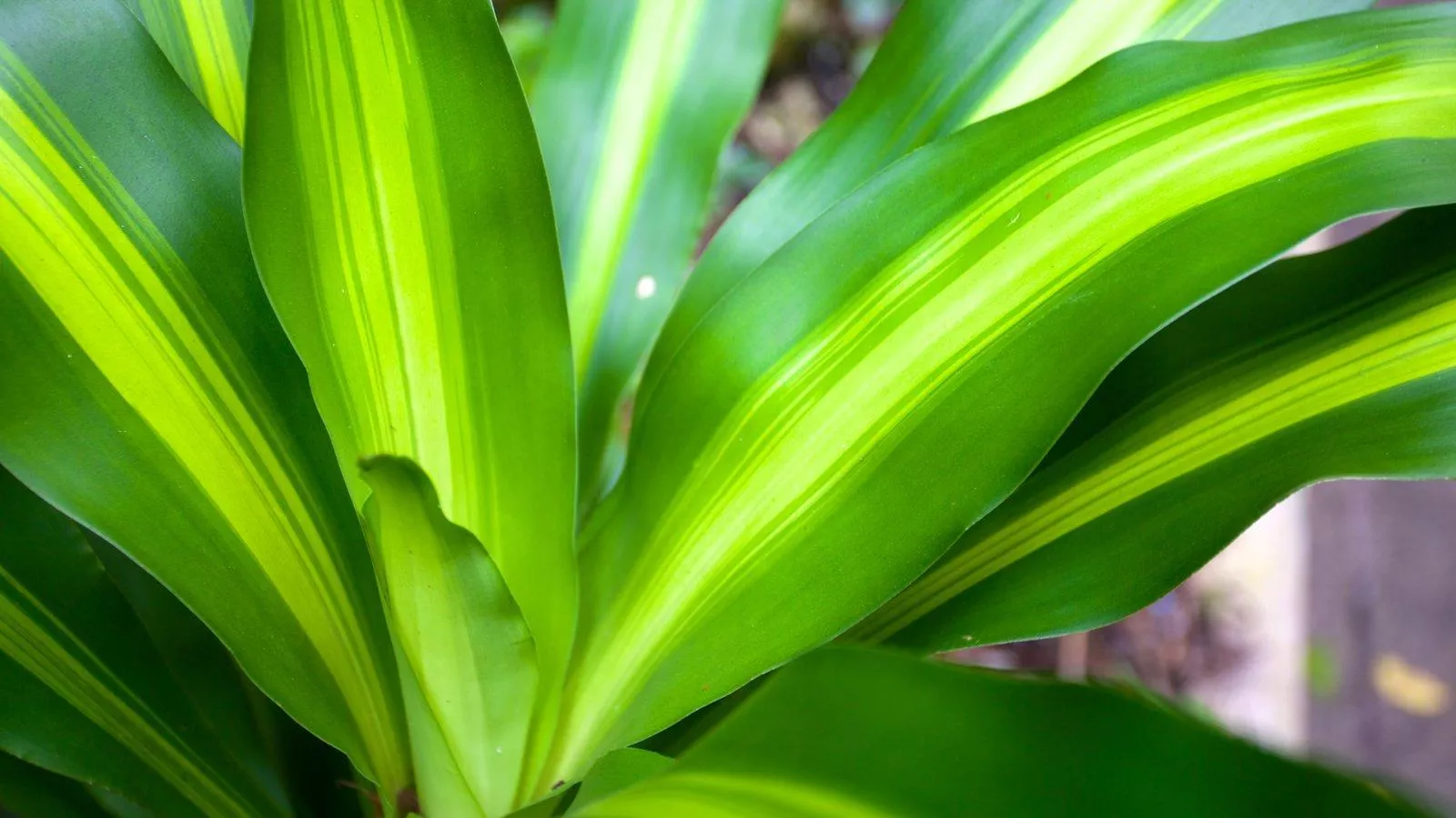 Драцена Гавайская: островное настроение дома и в офисе Драцена Гавайская: островное настроение дома и в офисе