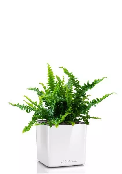 Нефролепис в CUBE GLOSSY 14