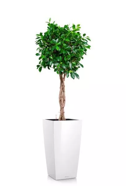 Фикус Нитида переплетенный 23/110 см в CUBICO 30