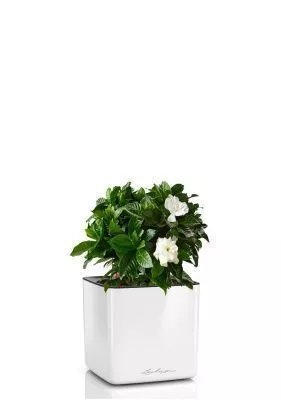 Гардения 12/30 см в CUBE GLOSSY 14, белый блестящий