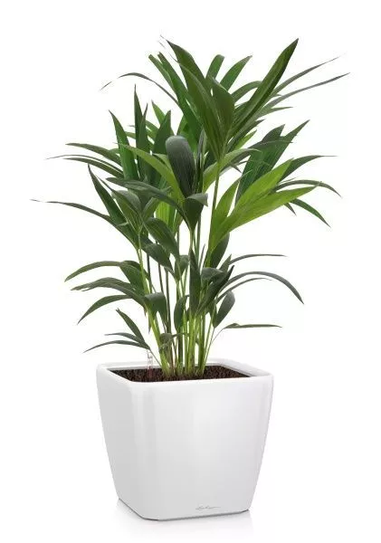 Ховея 17/90 см в QUADRO LS 21