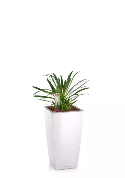 Пахиподиум Ламера 9/18 см в MINI CUBI