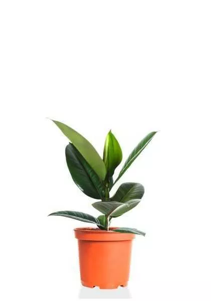 Фикус Эластика Робуста 12/40 см