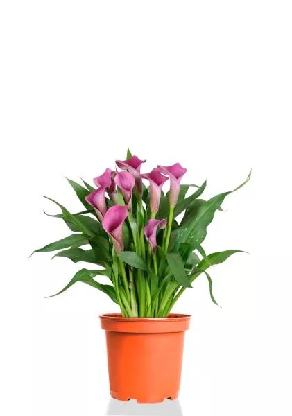 Калла розовая 12/35 см