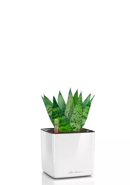 Сансевиерия Зейланика 9/30 см в CUBE GLOSSY 14