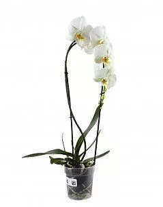 Орхидея Фаленопсис белая каскад 12/50 см