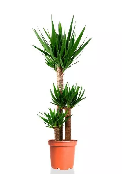 Юкка 3 ствола 24/140 см