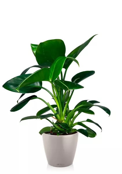 Филодендрон Грин Принцесс 17/60 см в CLASSICO COLOR 28